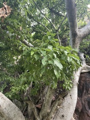 Ficus ingens