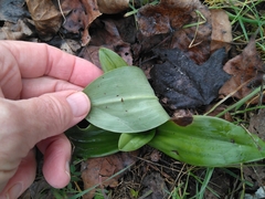 Himantoglossum hircinum