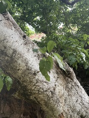 Ficus ingens