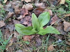 Himantoglossum hircinum