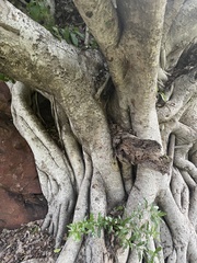 Ficus ingens