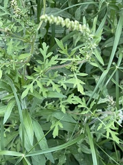 Ambrosia maritima