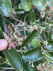 Tacazzea apiculata