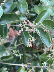 Tacazzea apiculata