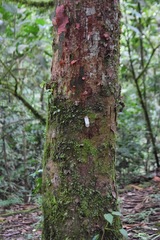 Bursera simaruba image