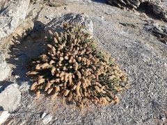 Ophryosporus triangularis