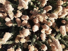 Ophryosporus triangularis