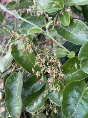 Tacazzea apiculata