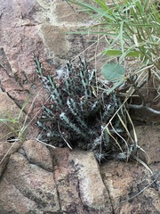 Euphorbia aeruginosa