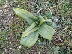 Himantoglossum hircinum