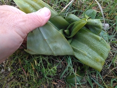 Himantoglossum hircinum