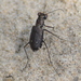 Cicindela punctulata punctulata - Photo (c) James Shelton, μερικά δικαιώματα διατηρούνται (CC BY-NC-SA), uploaded by James Shelton