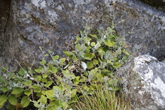 Senecio verbascifolius