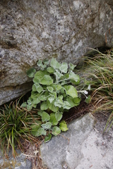 Senecio verbascifolius