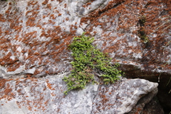 Erica depressa