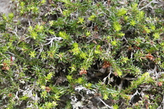 Erica depressa