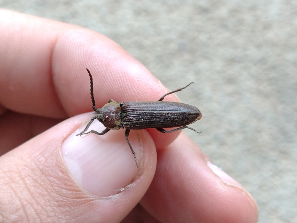 Cyathodera