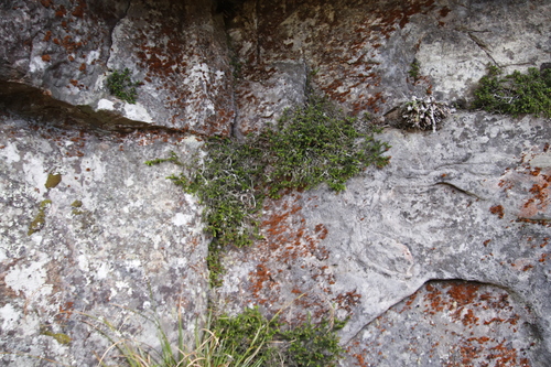 Image of Dwarf Heath (Erica depressa) by (c) Tony Rebelo, some rights reserved (CC BY-SA)