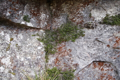 Erica depressa