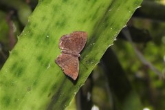 Voltinia agroeca
