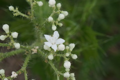 Cnidoscolus angustidens