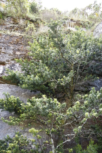 real yellowwood
