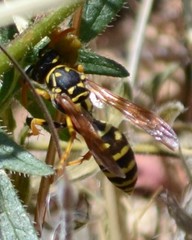 Polistes dominula