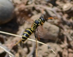 Polistes dominula