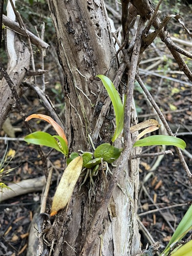 Image of Dollar orchid by (c) Brandon Corder, some rights reserved (CC BY)