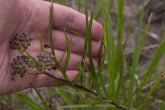 Asclepias longifolia