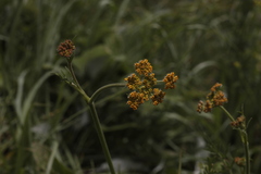 Pastinaca aurantiaca
