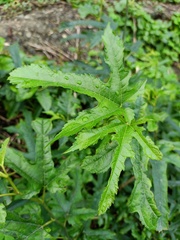 Morus indica