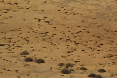 Pelecanoides garnotii