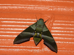 Oryba achemenides