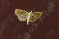 Pycnarmon