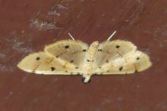 Pycnarmon