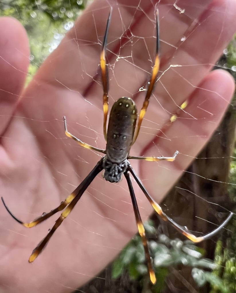 Tiger Spider from Glenugie Peak Flora Reserve, Glenugie, NSW, AU on