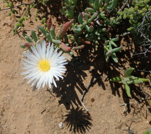 Image of Lampranthus watermeyeri by no rights reserved