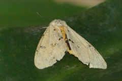 Spilosoma ummera