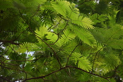 Pentaclethra macroloba