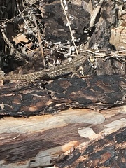 Sceloporus occidentalis