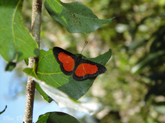 Mesene pyrippe sanguilenta