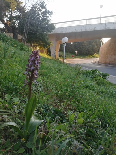 Robertijev kaćun (Himantoglossum robertianum)