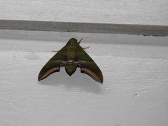 Oryba achemenides