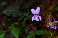 Viola shinchikuensis