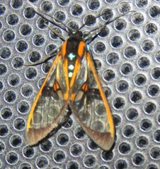 Cosmosoma joavana