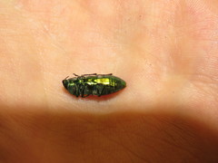 Castiarina aurantiaca