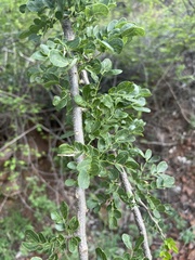 Albizia anthelmintica
