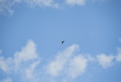 Hirundo neoxena