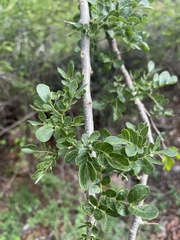 Albizia anthelmintica
